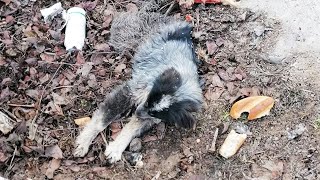 Dragged into a ditch, the maggot-covered dog begged for help in vain for 5 days by Animal Shelter 45,875 views 10 days ago 8 minutes, 15 seconds