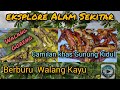 Eksplore alam sekitar  berburu walang kayu  walang goreng  camilan khas gunung kidul