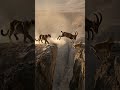 A wild chase turns into something unexpected
