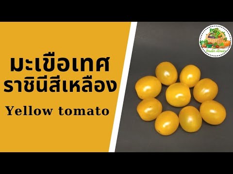 ประโยชน์มะเขือเทศราชินี  New  ประโยชน์ของมะเขือเทศราชินีสีเหลือง | Yellow Tomato | กินผักเป็นยา