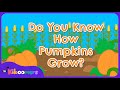 Do You Know How Pumpkins Grow The Kiboomers Preschool Songs Fall Circle Time Song 