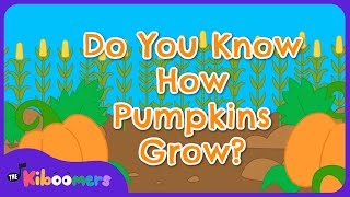 do you know how pumpkins grow the kiboomers kids songs kindergarten songs preschool songs