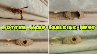 Famous Great Potter Wasp |  Wasp Building Nest for there young ones Net Worth