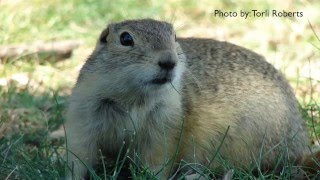 How to Get Rid of Gophers - DIY Pest Control