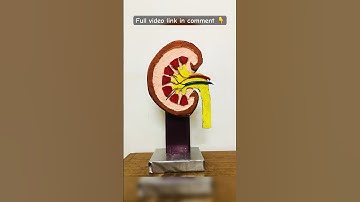 ✨Kidney 3D Model - Science Project DIY | Still Model using cardboard #shorts #science #3d  #project