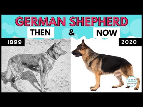 वीडियो: पहला जर्मन शेफर्ड कुत्ता कैसा दिखता था?