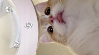 A talkative kitten VLOG | a cat in a hat | Cat's personal talent