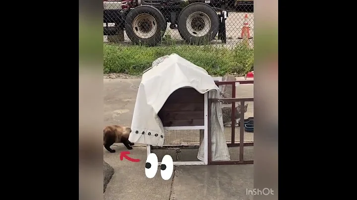 Watch the video about Siamese Cat Sneak Attack Please Subscribe & Like #cat #cats #funnycats #funnycatshorts #catlife