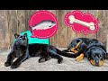 Panther Luna chooses her favorite treats 🐆😋/ Venza eats everything he sees 🐕😹