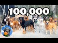 How a dog daycare business became a dog home for unwanted dogs  100000 subscribers  the farm