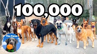 From the Beginning ZERO to 100,000 Subscribers on YouTube | The Farm for DOGS