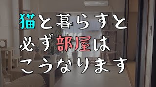 【猫は飼わない方がいい】猫と暮らす理想と現実～心構えと対策〜