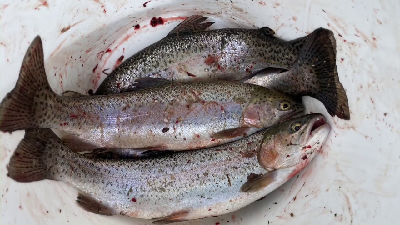 Fishing Lake Julian Trout Farm Cary, Illinois YouTube