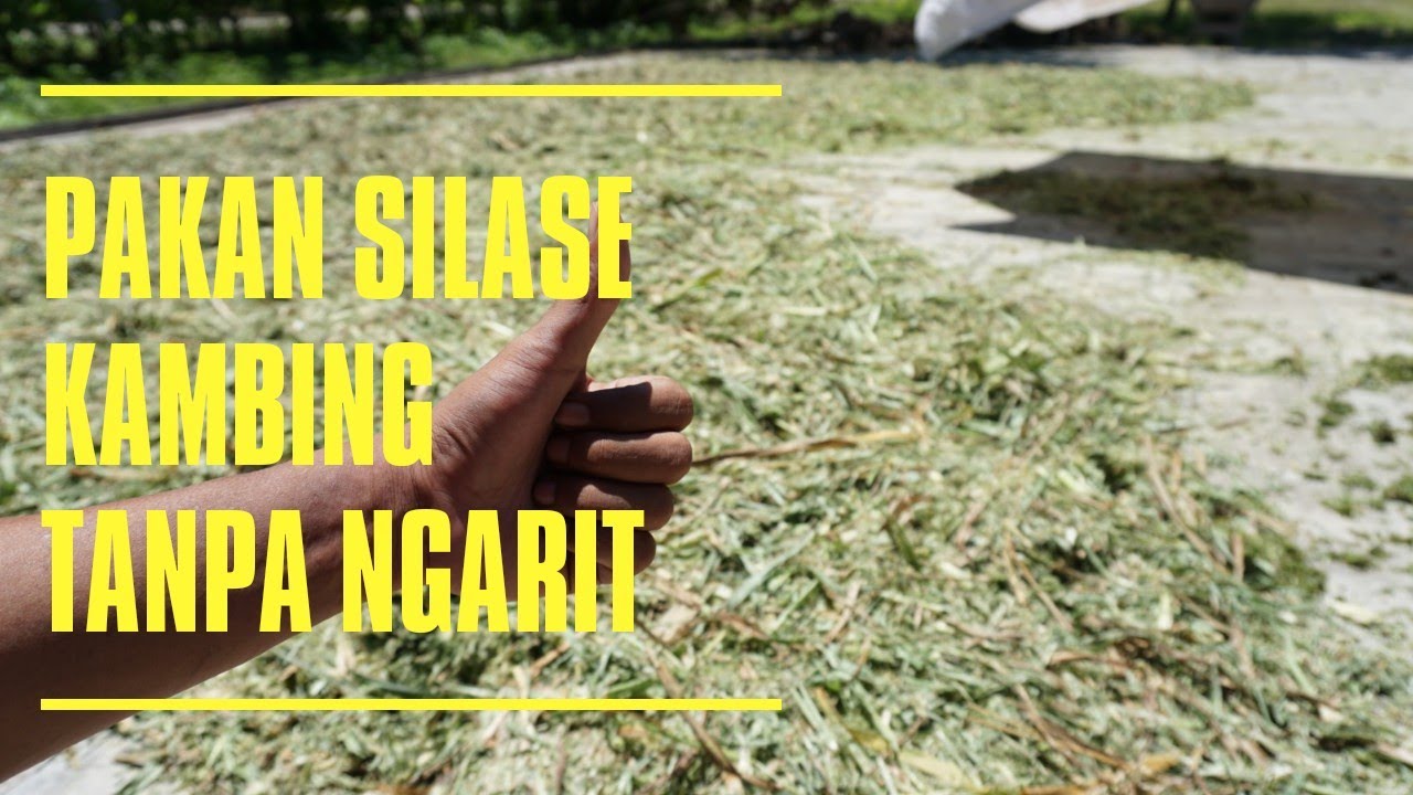  Proses  Pembuatan  Silase  Pakan Kambing Ternak Kambing 