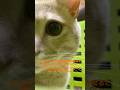 Cats are literal gods.✨猫は神です✨#cat #catvideos #ちゃちゃまる #猫