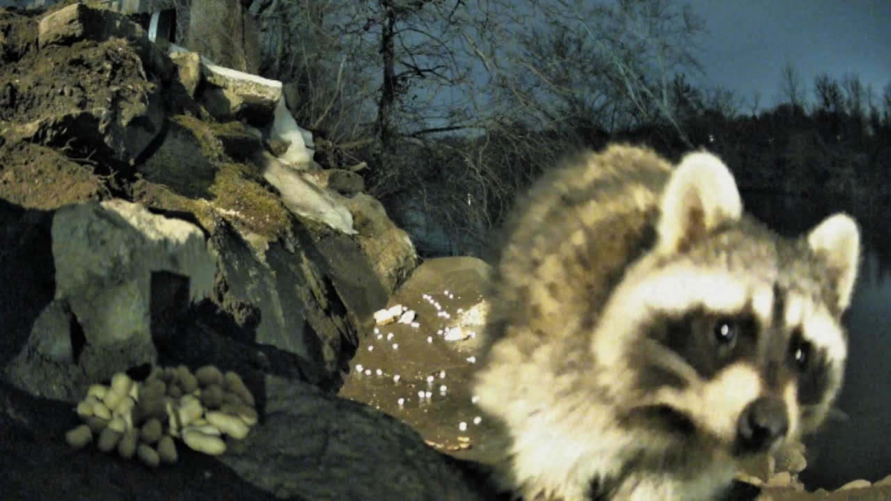 Raccoons, Full Color Night Vision Live!