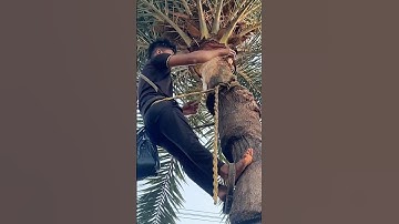 METHOD OF EXTRACTING DATE PLAM JUICE AT INDIAN PROCESSION #shorts