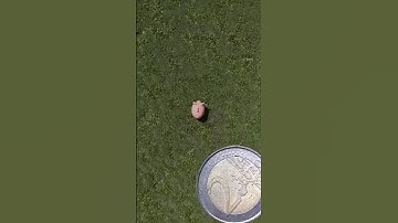 Euro Coin Loop! $ #infinite #loop #euro #money #coin #piggybank #macro #relax #satisfying #discover