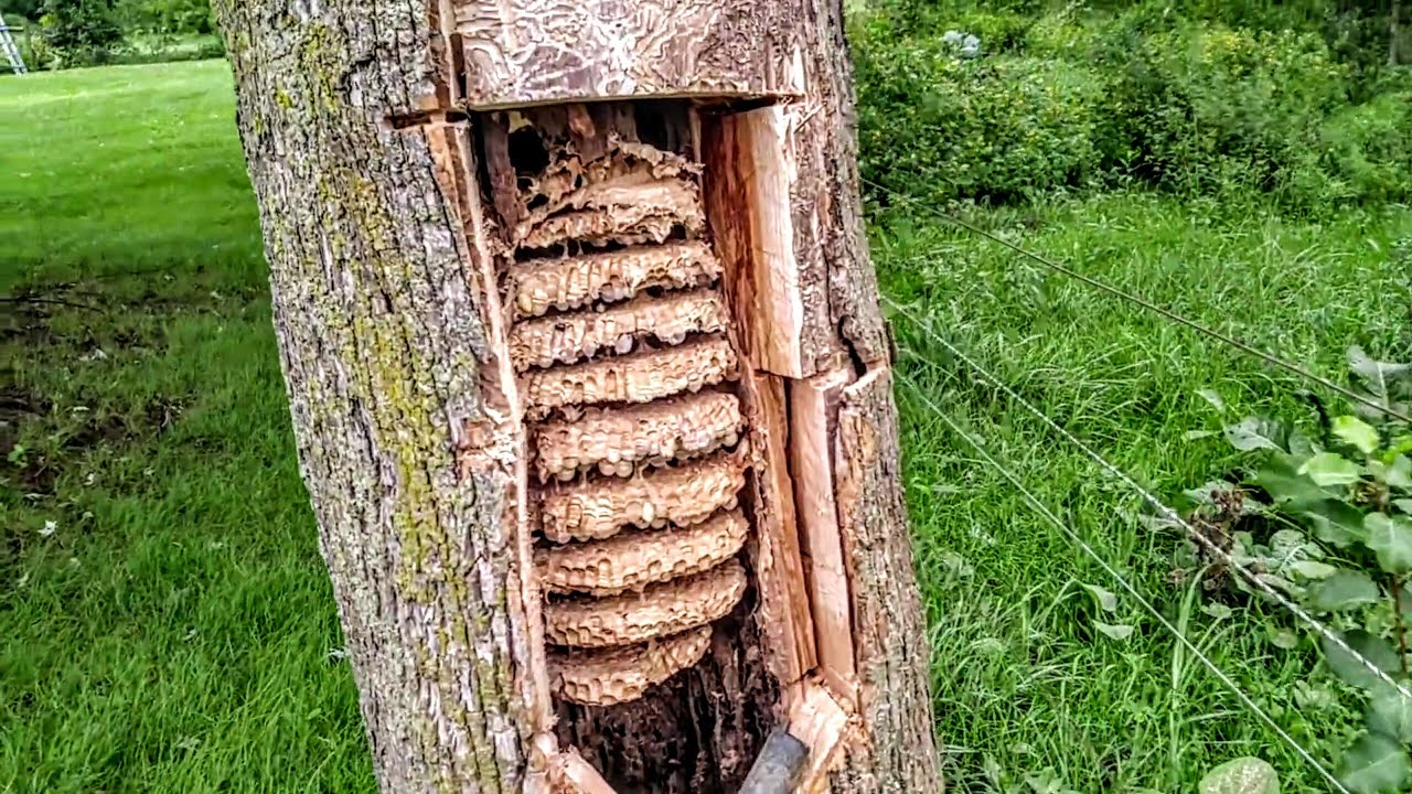 Yellow Jackets Nest Inside Wall Of House Infestation Wasp Nest Removal Youtube