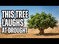 The Fig Tree | 11,000 Years of Cultivation, Drought Tolerance & Nutritional Power | Blackiris Farms