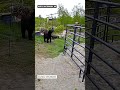 Bear-y hungry visitor stops by for a snack in North Waterboro