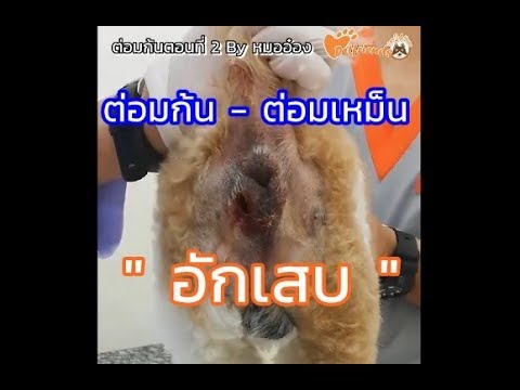 วีดีโอ: สุนัขตัวไหนยากที่สุดในการยุบตัว