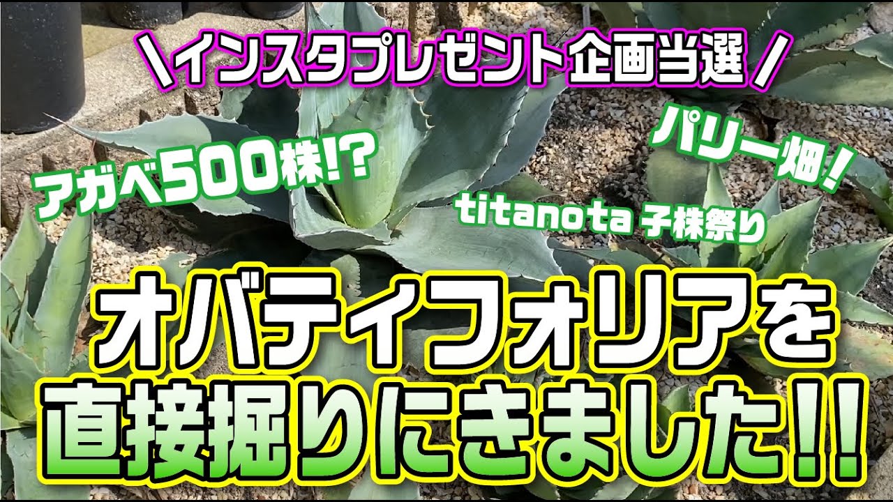 アガベ500株！？】【パリー畑】【チタノタ祭り】オバティフォリア直接