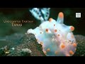 4k Underwater Video Sony RX100 IV Underwater Fantasy Taiwan 台湾東北角,潮淨公園