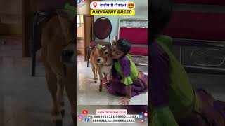¡Una niña pequeña conoce a las vacas Nadipathy más pequeñas del mundo! 🐮❤️ #viral #hindi #toro #r...