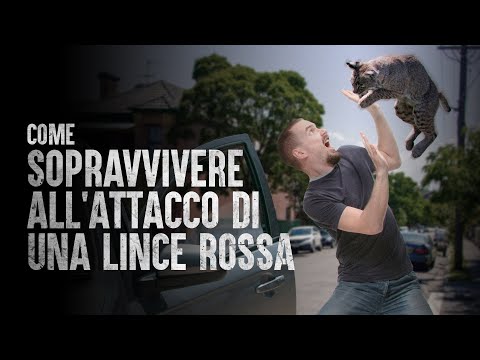 Video: Una lince rossa attaccherà un gatto?