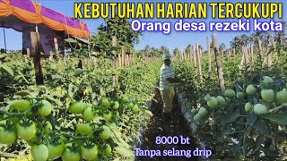 Download Lagu Rahasia Tanam Tomat Anti virus Buah Sempurna Sampai Panen MP3 Download Lagu Rahasia Tanam Tomat Anti virus Buah Sempurna Sampai Panen MP3