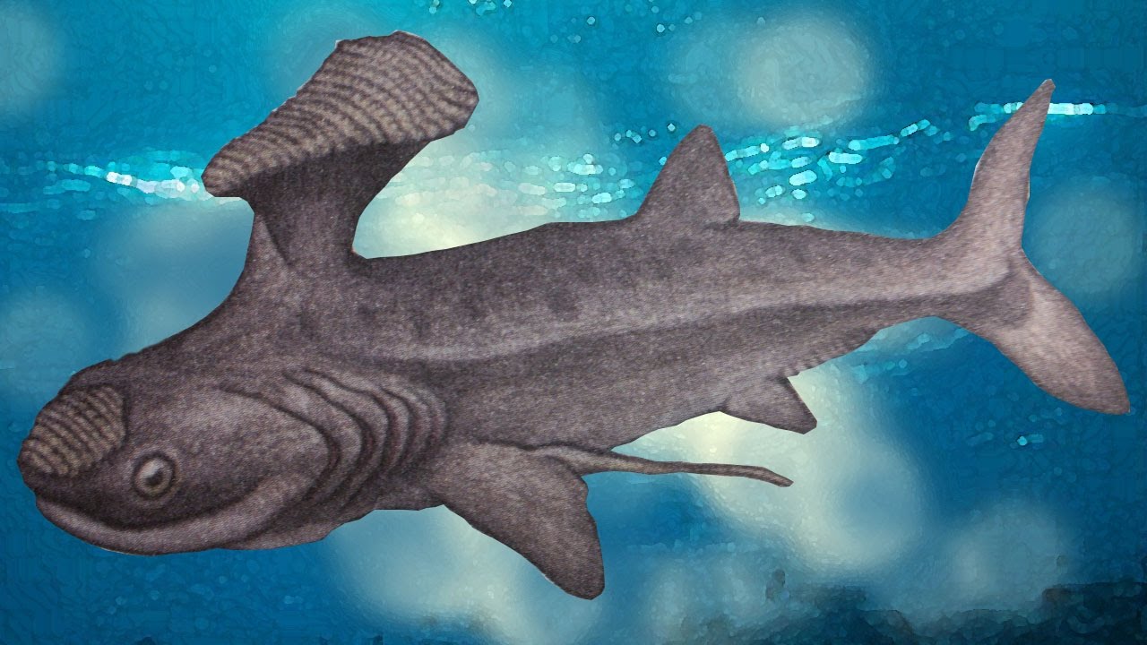 ケンシロウもびっくり！？ モヒカン頭の古代サメ ステタカンタス - YouTube