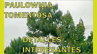 La paulownia tomentosa, información