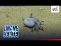 Bagong species ng octopus na kulay asul at sinlaki ng golf ball... | Unang Hirit