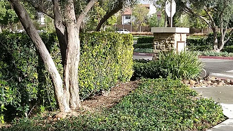 Recording in public with furry potato and this happened?