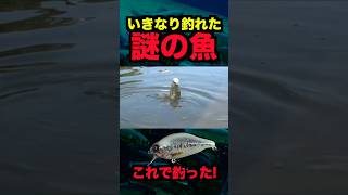 いきなり釣れた謎の魚の正体とは?!#バス釣り #釣り #fishing
