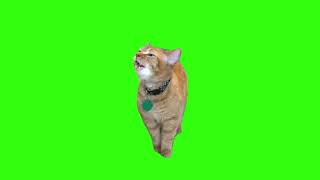 Talking cat green screen