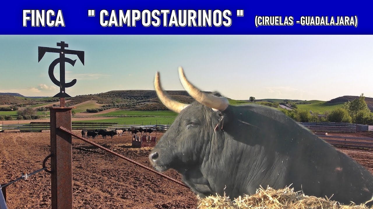 FINCA DE TOROS BRAVOS 