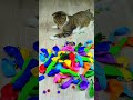 Cat Barsik 🌈 Beads Cubes Balls Magnetic balls🌈 Reverse video ASMR
