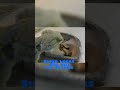 Zero mercy. 🦎 👇#beardeddragon #feedingfrenzy #superworms #reptiles #lizardlife #exoticpets #fast