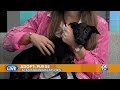 Pet of the Week: Adopt Purse from Acadiana Animal Aid