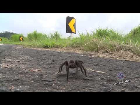 Vídeo: Como Ensinar Uma Criança A Não Ter Medo De Aranhas