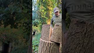 spalted ash log reveal 🪵🪓✌🏼 #firewood #nature #ash #greenwood #chopping #greenandpleasantland #wood