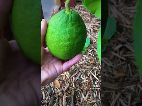 Vídeo: Care Of Hardy Citrus - Cultiu d'arbres de cítrics en climes freds