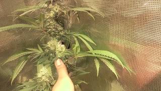 Barneys Farm Critical Kush flower wk 4