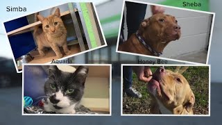 Bentley and Friends: Spotlight on Norfolk Animal Care and Adoption Center