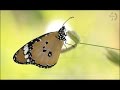 Butterfly Photography Collection  - SAP Wildlife &amp; Nature Photography