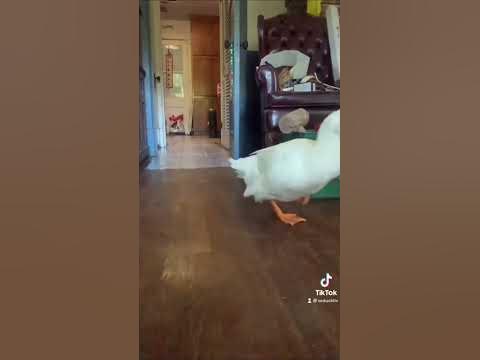 duckies shorts