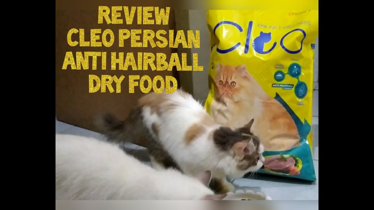 REVIEW MAKANAN KUCING CLEO PERSIAN ANTI HAIRBALL - YouTube