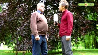 Бук краснолистный